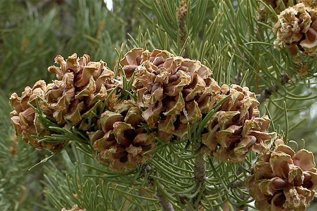 Как в науке называется дерево кедровые орехи. Pinyon Pine Nuts. Афганский кедр орехи. Кедровый орех. Кедровый орех дерево.